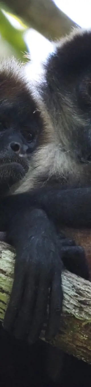 Die faszinierende Tierwelt des Regenwaldes entdecken